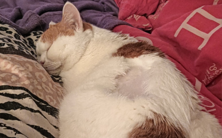 Zbiórka Uratujmy naszego Lokusia - zdjęcie główne