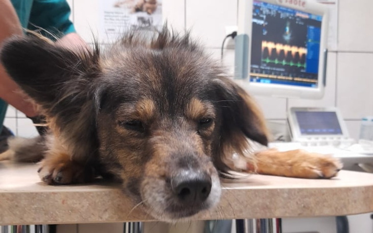 Zbiórka dla_Maciusia - zdjęcie główne