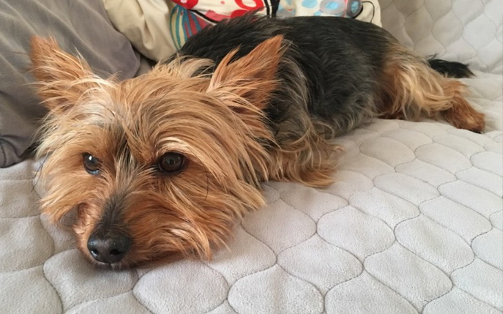 Zbiórka Nowe nóżki dla Perełki - zdjęcie główne