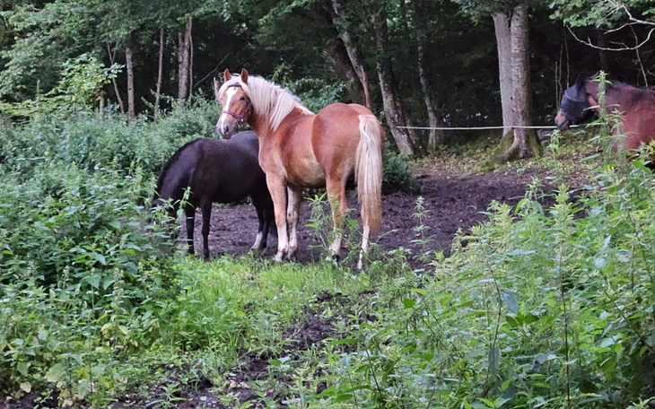Zbiórka Pilnie potrzebna budowa stajni - zdjęcie główne