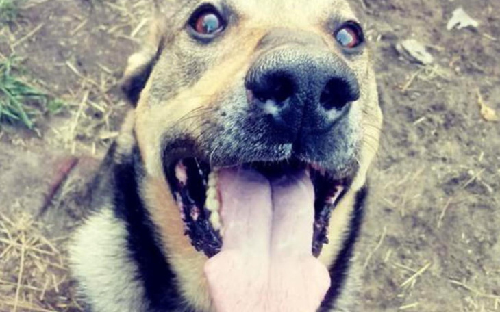 Zbiórka Budujemy Raj Ogonów - zdjęcie główne