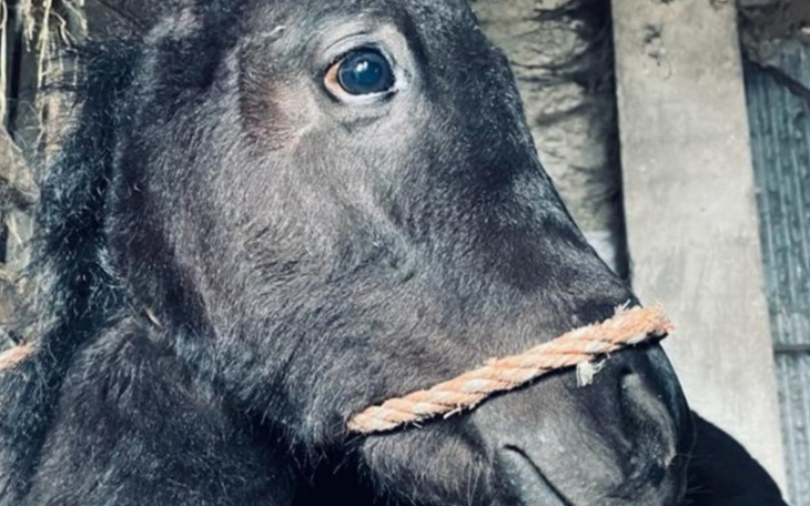 Zbiórka Ratowanie kucyka - zdjęcie główne