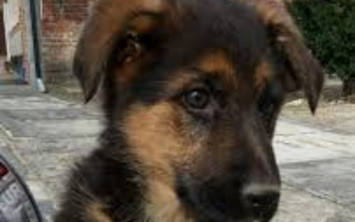 Zbiórka Zachorowała nasza sunia - zdjęcie główne