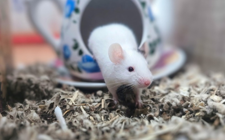 Biała mysz wychodząca z ceramicznego domku.