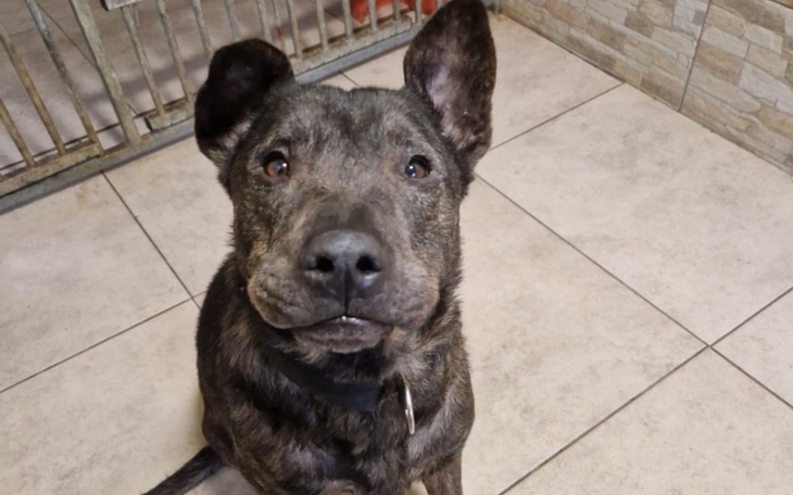 Zbiórka Jednorazowe wpłaty Bobolek - zdjęcie główne