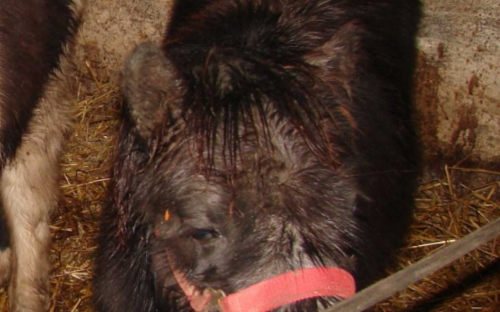 Zbiórka Ratujmy kucyka - zdjęcie główne