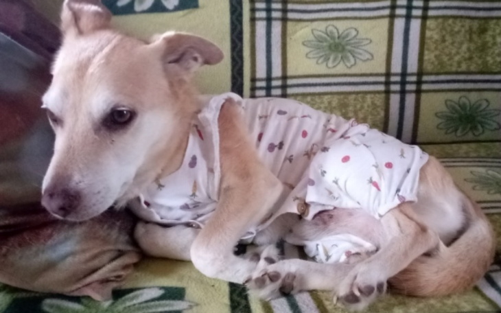 Zbiórka Zbiórka na leczenie Myszki - zdjęcie główne