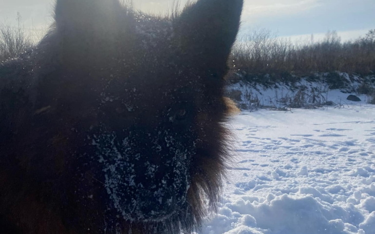 Pies w zimowym otoczeniu, pokryty śniegiem na pysku.