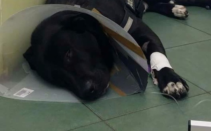 Zbiórka Yogi- Kupka nieszczęścia - zdjęcie główne