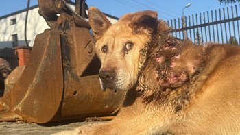 Zbiórka Urwis konał w bólu - pomóżmy mu - miniaturka zdjęcia