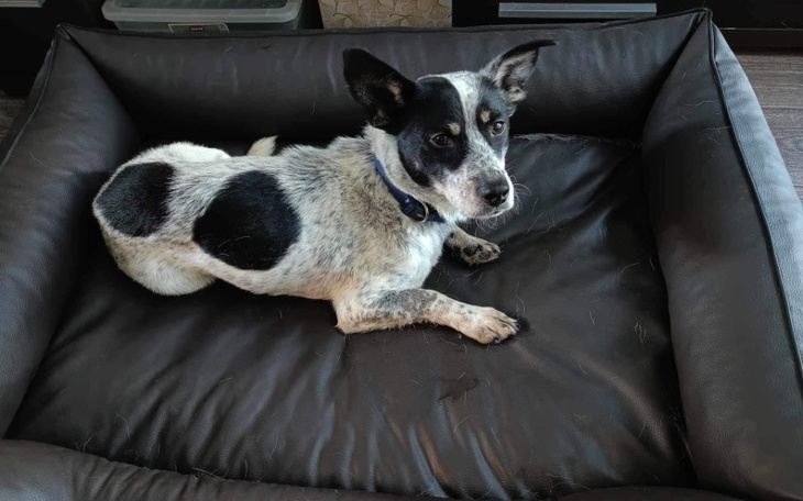 Zbiórka Transport Stefcia do domu - zdjęcie główne