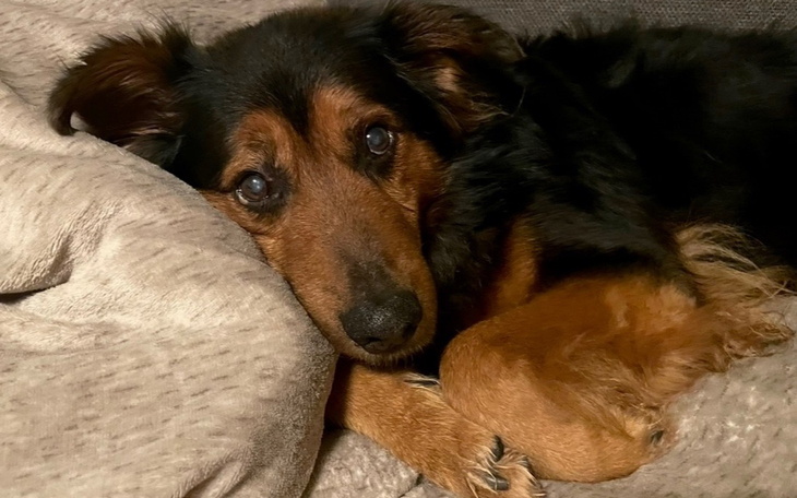 Pies leżący na kanapie, z wyrazem spokoju na twarzy.