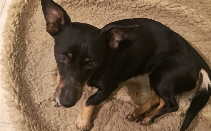 Zbiórka Na walkę z guzem u Tusi - zdjęcie główne