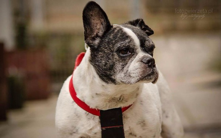 Zbiórka Pomóżmy Marcysi pokonać raka! - zdjęcie główne