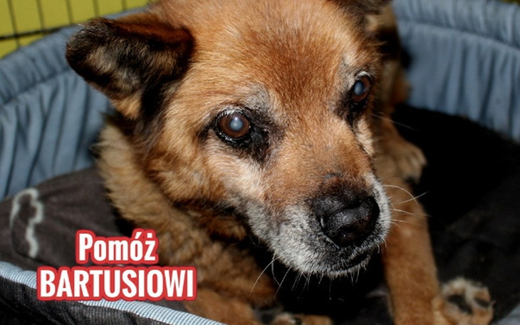 Zbiórka Staruszek Bartuś - zdjęcie główne