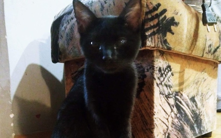 Zbiórka Rybnickie koty sieroty - zdjęcie główne