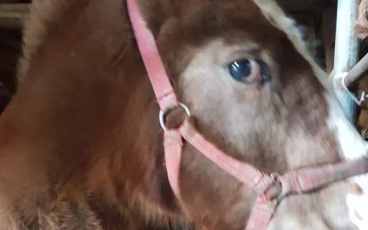 Zbiórka Chce ŻYĆ ! Proszę... - zdjęcie główne