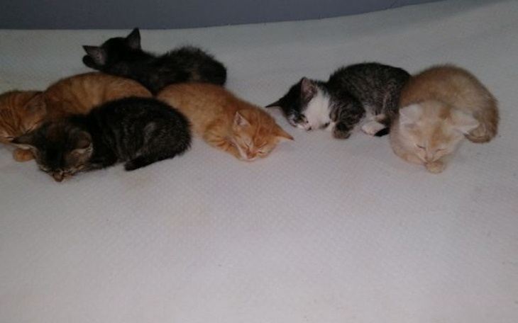 Zbiórka Zbieram na bezdomniaczki - zdjęcie główne