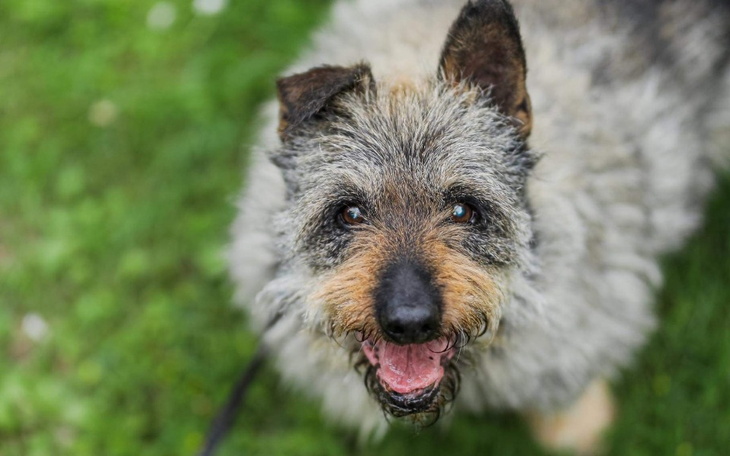 Zbiórka Leczenie dla Reksia - zdjęcie główne