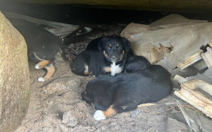 Zbiórka 14 psich istnień - zdjęcie główne