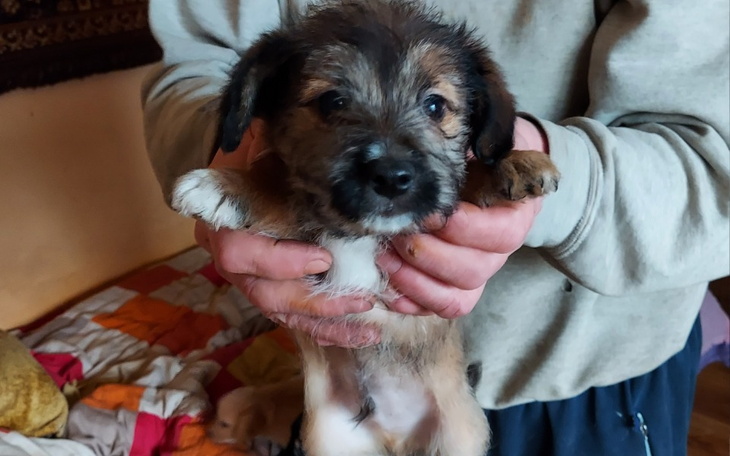 Zbiórka Dla psiaków w potrzebie. - zdjęcie główne