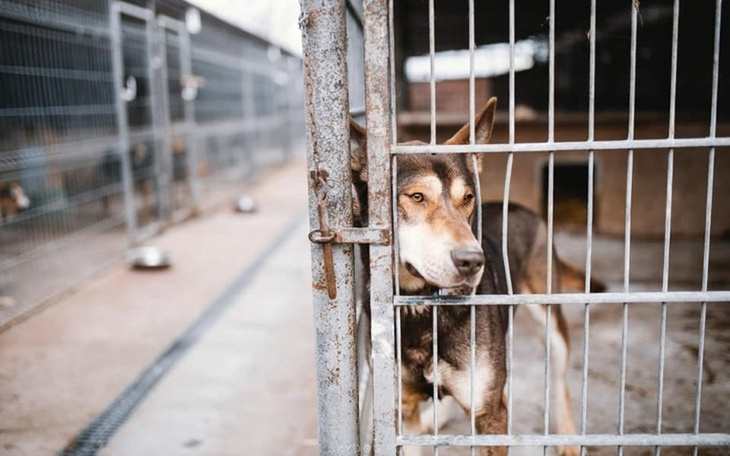 Zbiórka Zamień kawę na psią strawę - zdjęcie główne
