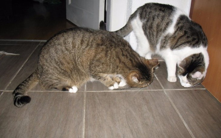 Zbiórka DT potrzebuje wsparcia - zdjęcie główne