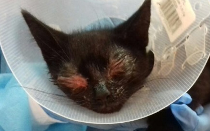 Zbiórka uśpić, zostawić na pewną śmierć - zdjęcie główne