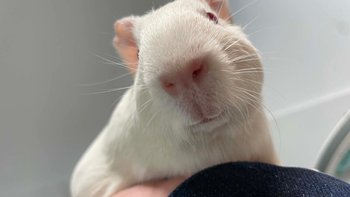 Zbiórka Świnki laboratoryjne Lab Rescue - miniaturka zdjęcia