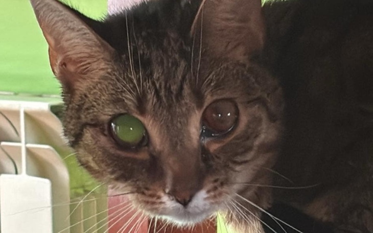 Kot z różnymi kolorami oczu, patrzący w obiektyw.