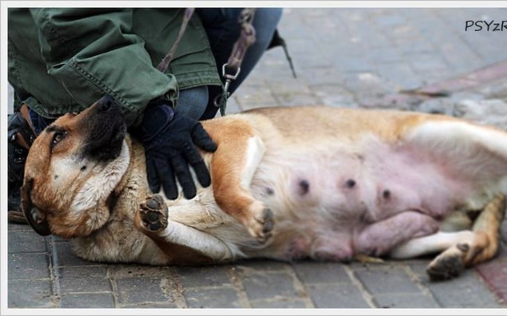 Zbiórka Kometa z Radys Błaga o Pomoc !!! - zdjęcie główne