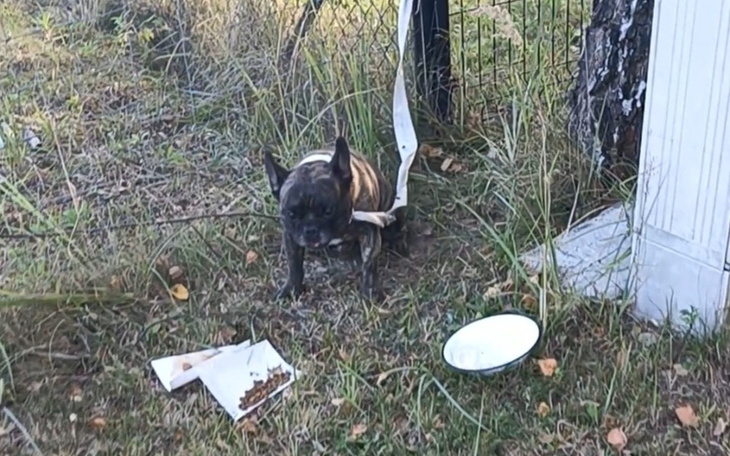 Zbiórka Zeus potrzebuje pomocy - zdjęcie główne