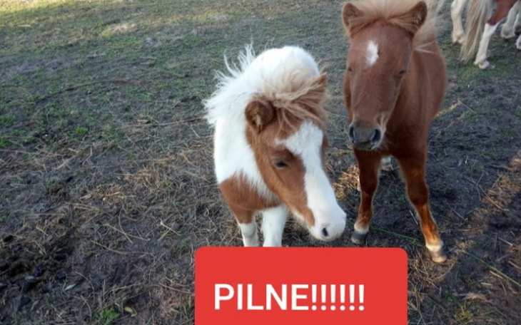 Zbiórka Kucykowe rodzeństwo chce żyć - zdjęcie główne