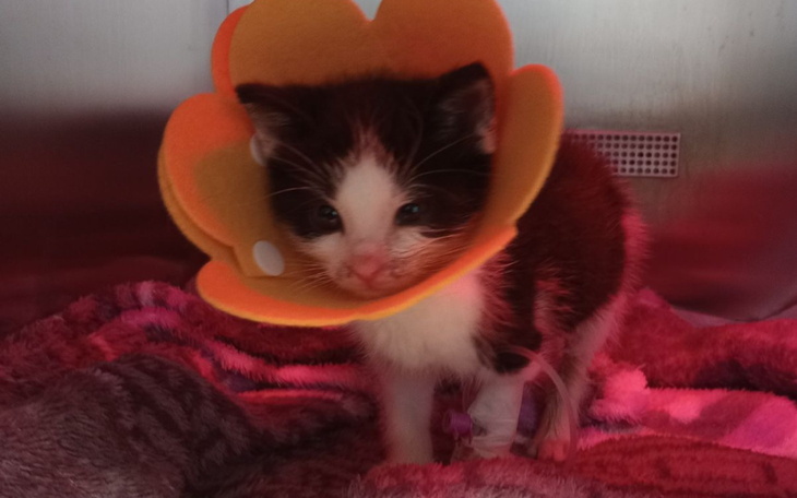 Kotek w kolorowym kołnierzu ochronnym na tle koca.