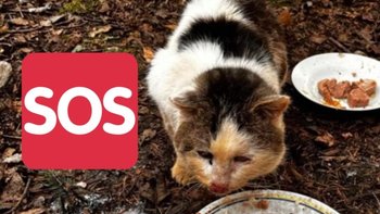 Zbiórka Kastracja grudzień - miniaturka zdjęcia