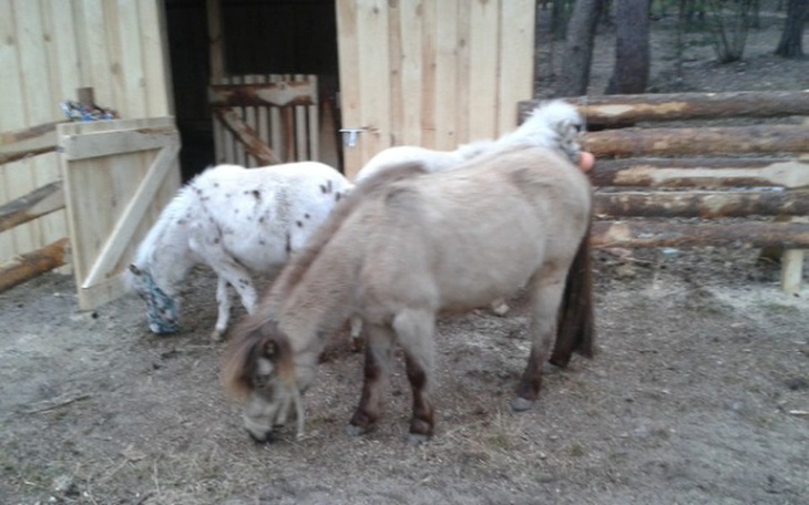 Zbiórka Chcemy skończyć dom dla kucyków - zdjęcie główne