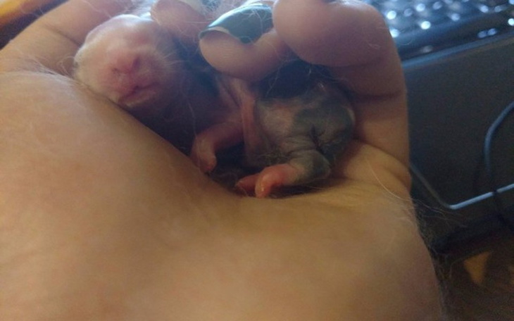 Zbiórka Hope i oseski - zdjęcie główne