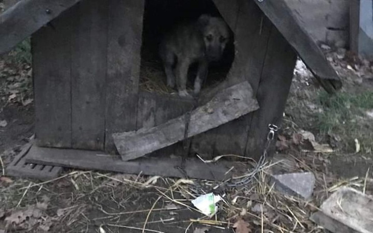 Zbiórka Pomagamy na odbudowę schroniska - zdjęcie główne