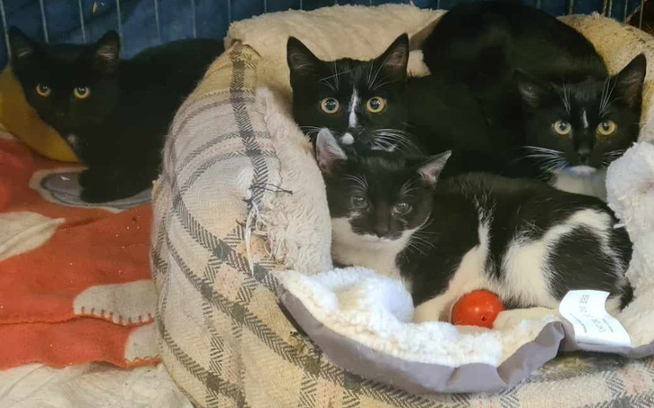 Zbiórka Podrzucone kociaki ratunku - zdjęcie główne