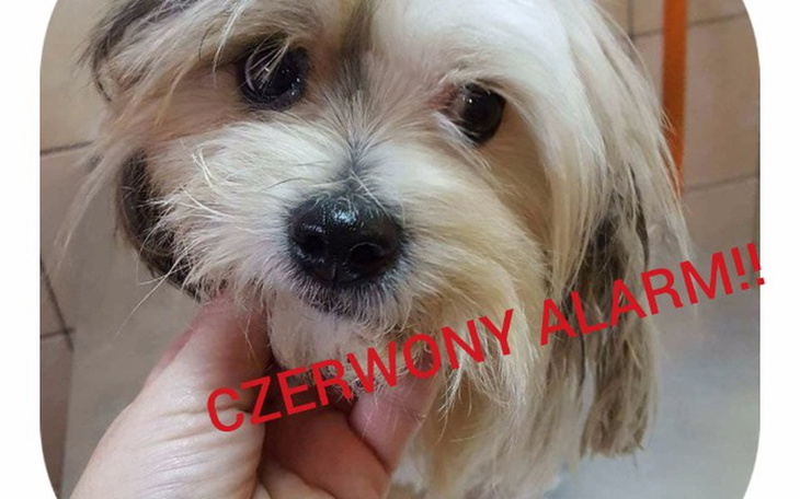 Zbiórka ŻABKA...nadzieja umiera ostatnia - zdjęcie główne