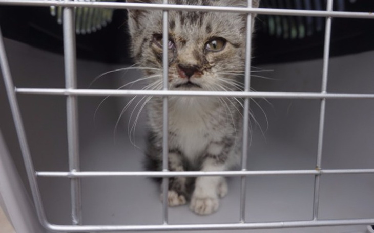 Zbiórka Na ratunek Okruszkowi. - zdjęcie główne