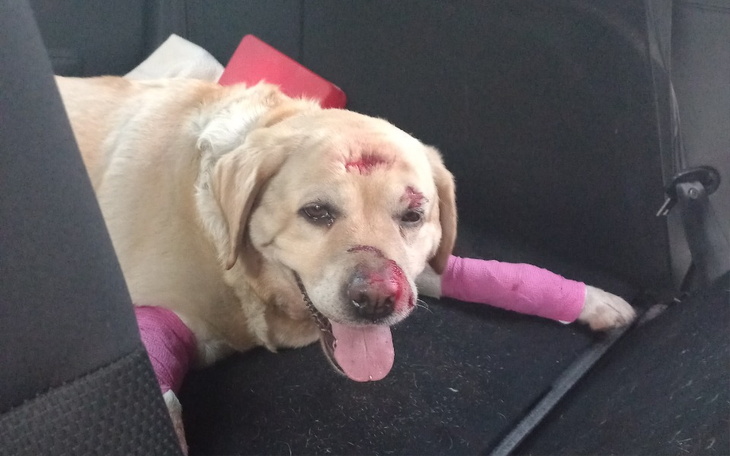 Zbiórka Pomóż uratować życie Rivy - zdjęcie główne