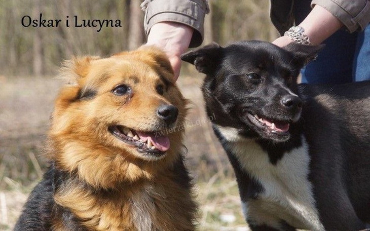 Zbiórka Zbieramy karmę dla tych psiaków - zdjęcie główne