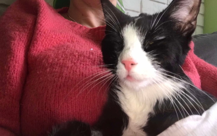 Kot na kolanach właściciela, wygląda na zrelaksowanego.