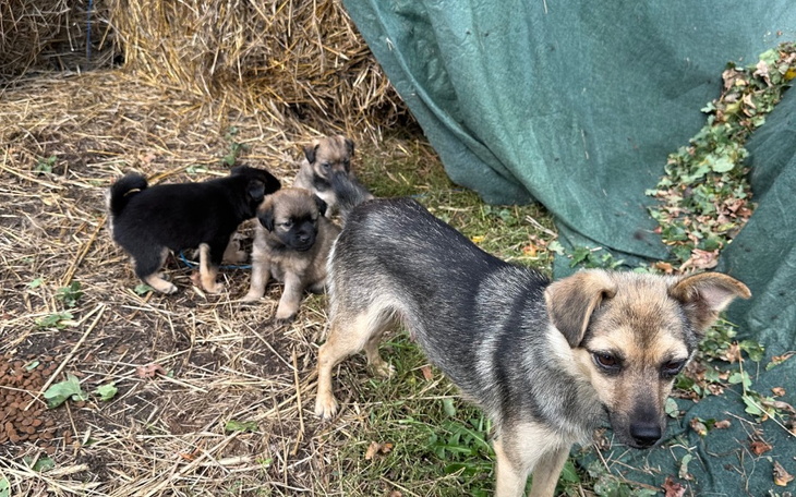 Zbiórka Dla porzuconej psiej rodziny - zdjęcie główne