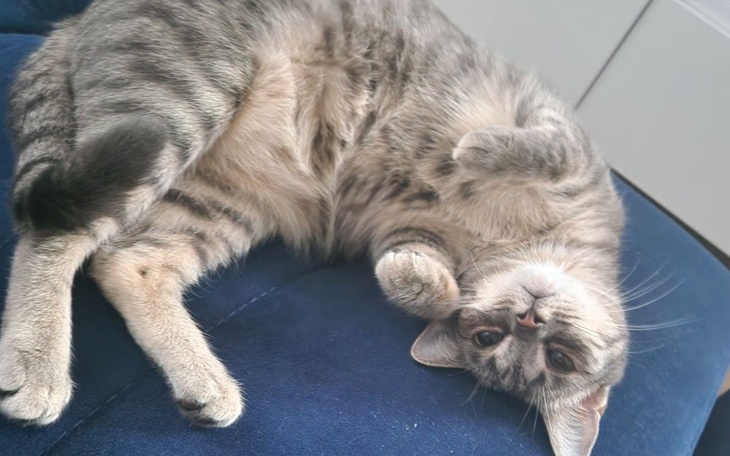 Kot leżący na niebieskiej kanapie, zrelaksowany i wesoły.