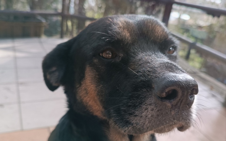 Zbiórka Niunia prosi o pomoc - zdjęcie główne