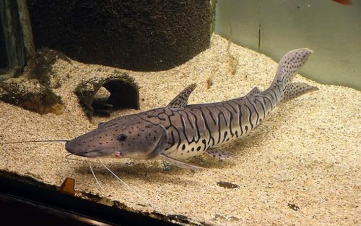 Zbiórka mini zoo/ słodkowodne oceanarium - zdjęcie główne