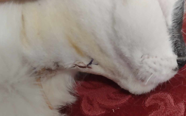 Zbiórka Operacja Majki. - zdjęcie główne