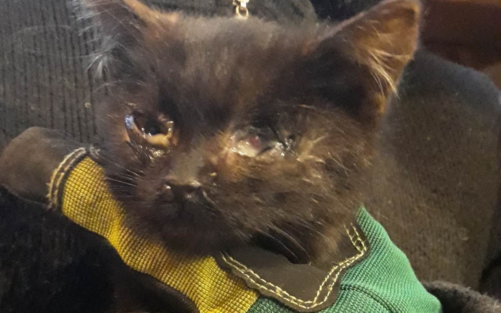 Zbiórka Umierające koty z granicy - zdjęcie główne